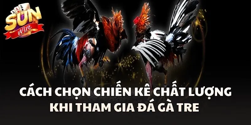 Đá Gà Tre - Bộ Môn Giải Trí Được Nhiều Kê Thủ Yêu Thích 3 Cách chọn chiến kê chất lượng khi tham gia Đá Gà Tre